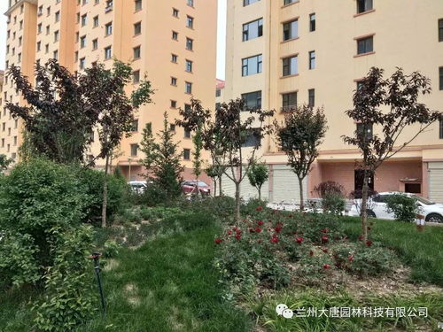 临洮怡康苑住宅小区园林景观绿化工程